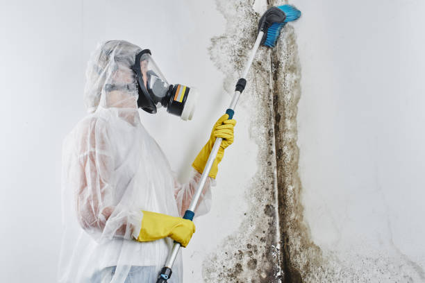 Best Mold Damage Repair  in Gambier, OH