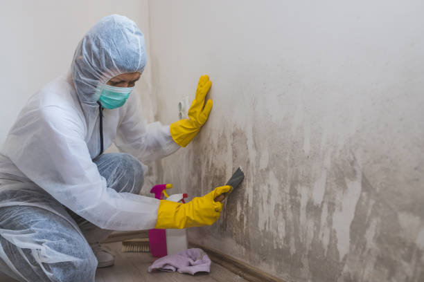 Trusted Gambier, OH Mold Removal Experts