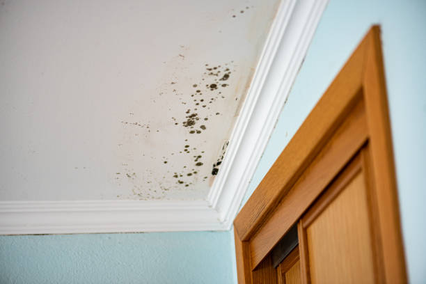 Best Certified Mold Removal  in Gambier, OH