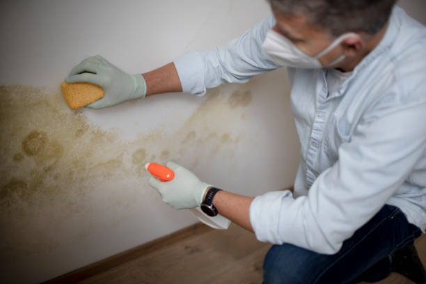 Best Black Mold Removal  in Gambier, OH